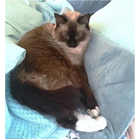 Phoebe, an adoptable Siamese in Salt Lake City, UT, 84109 | Photo Image 3
