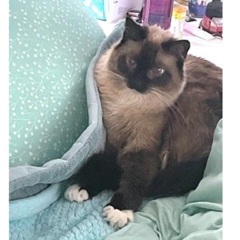 Phoebe, an adoptable Siamese in Salt Lake City, UT, 84109 | Photo Image 2