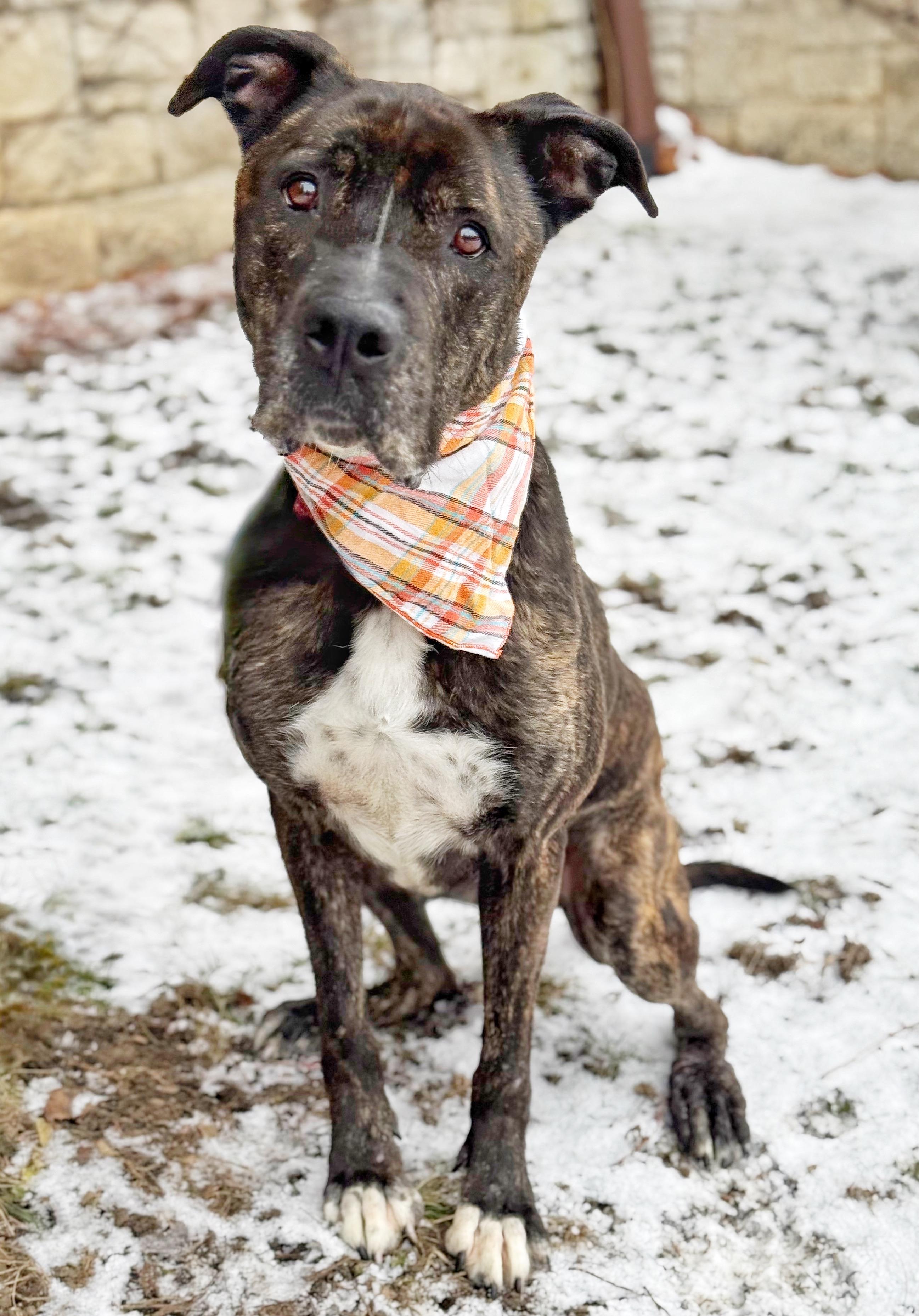 Enlarge Asher, a ADOPTABLE mixed breed in Buffalo, NY image 6/6