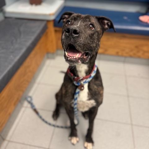 Enlarge Asher, a ADOPTABLE mixed breed in Buffalo, NY image 2/6