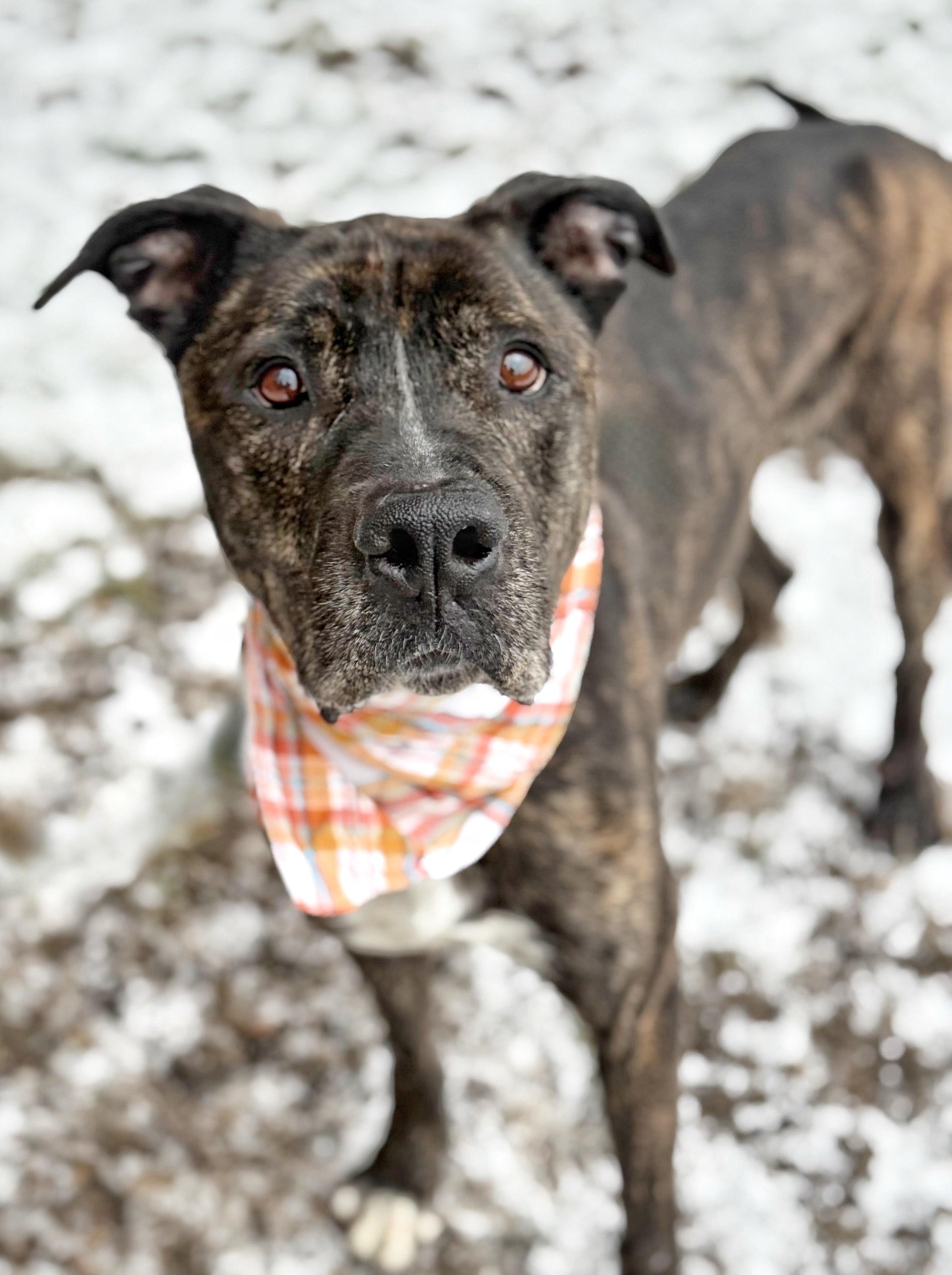 Enlarge Asher, a ADOPTABLE mixed breed in Buffalo, NY image 1/6