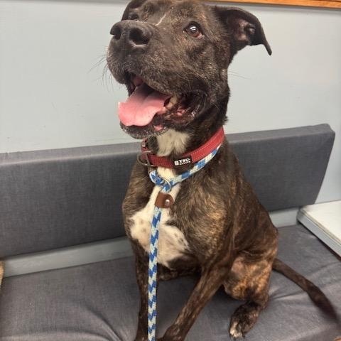 Enlarge Asher, a ADOPTABLE mixed breed in Buffalo, NY image 3/6