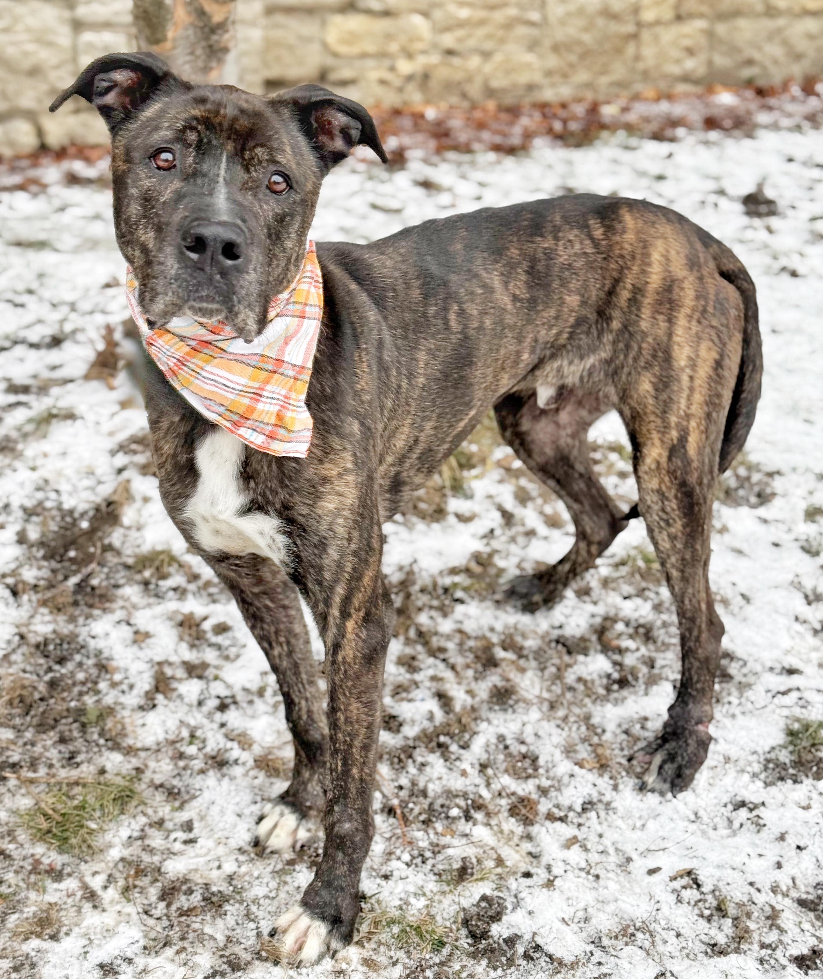 Enlarge Asher, a ADOPTABLE mixed breed in Buffalo, NY image 5/6