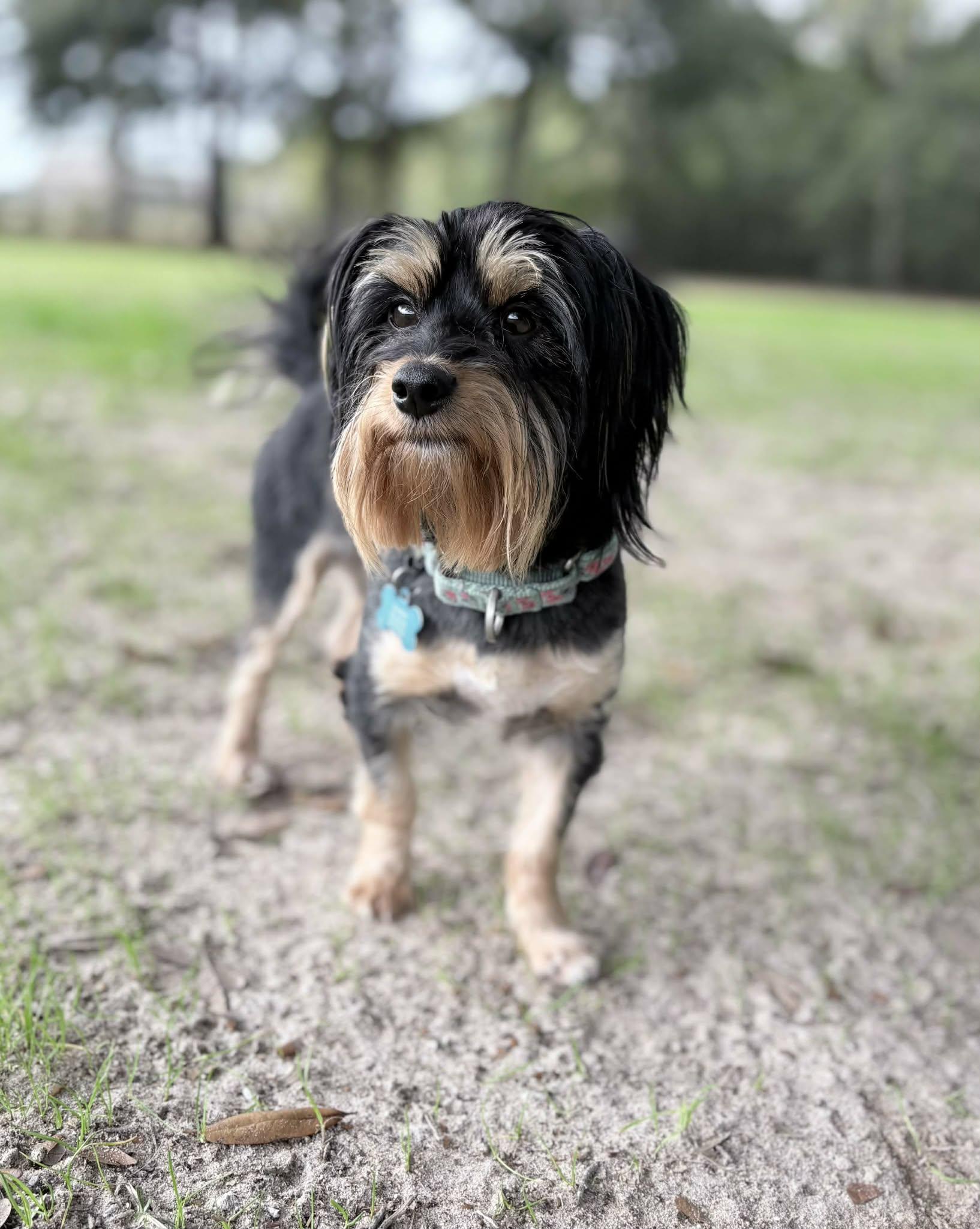Dexter, ADOPTABLE, Adult Male Shih Tzu & Yorkshire Terrier.