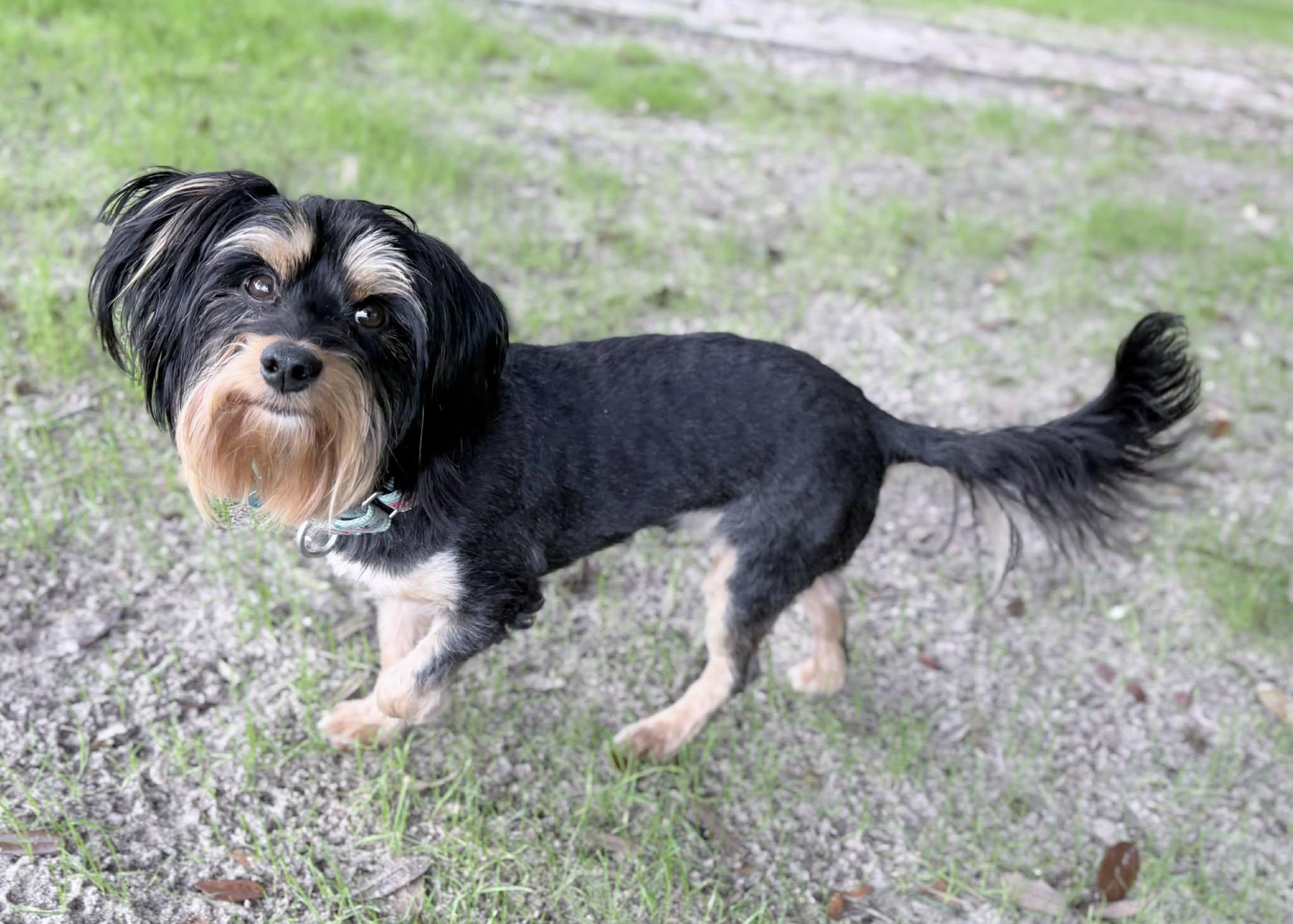 Enlarge Dexter, a ADOPTABLE mixed breed in Milton, FL image 2/3