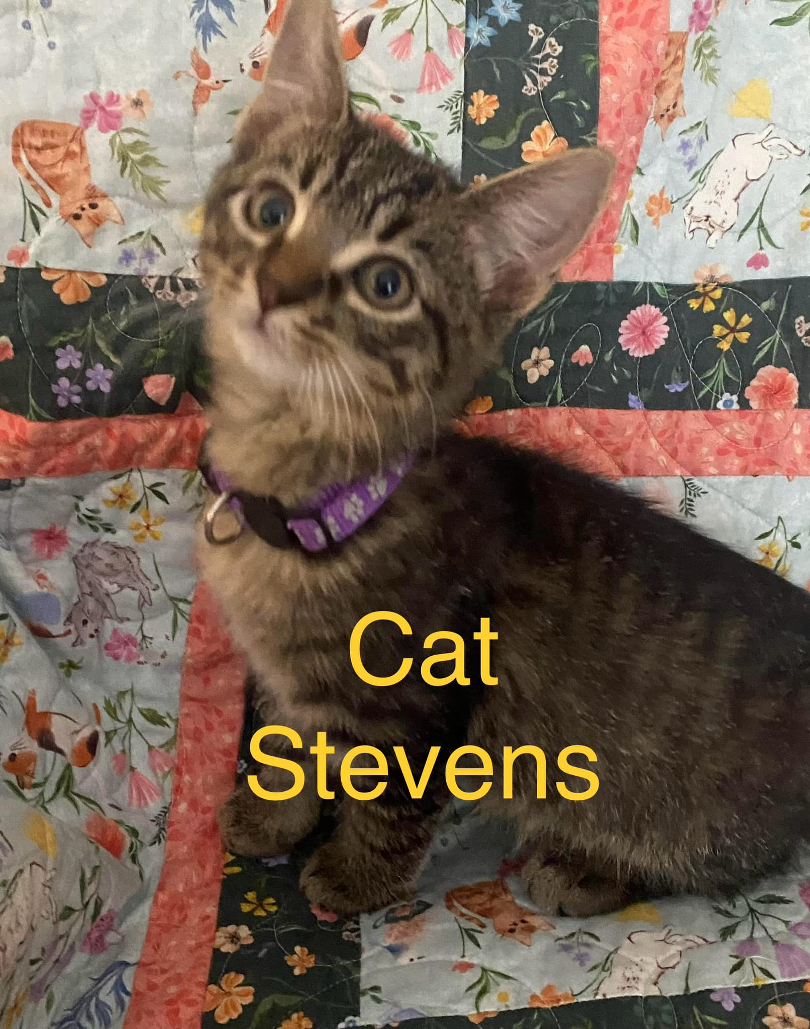 Cat for adoption Cat Stevens, a Domestic Short Hair Mix in Olivet, MI