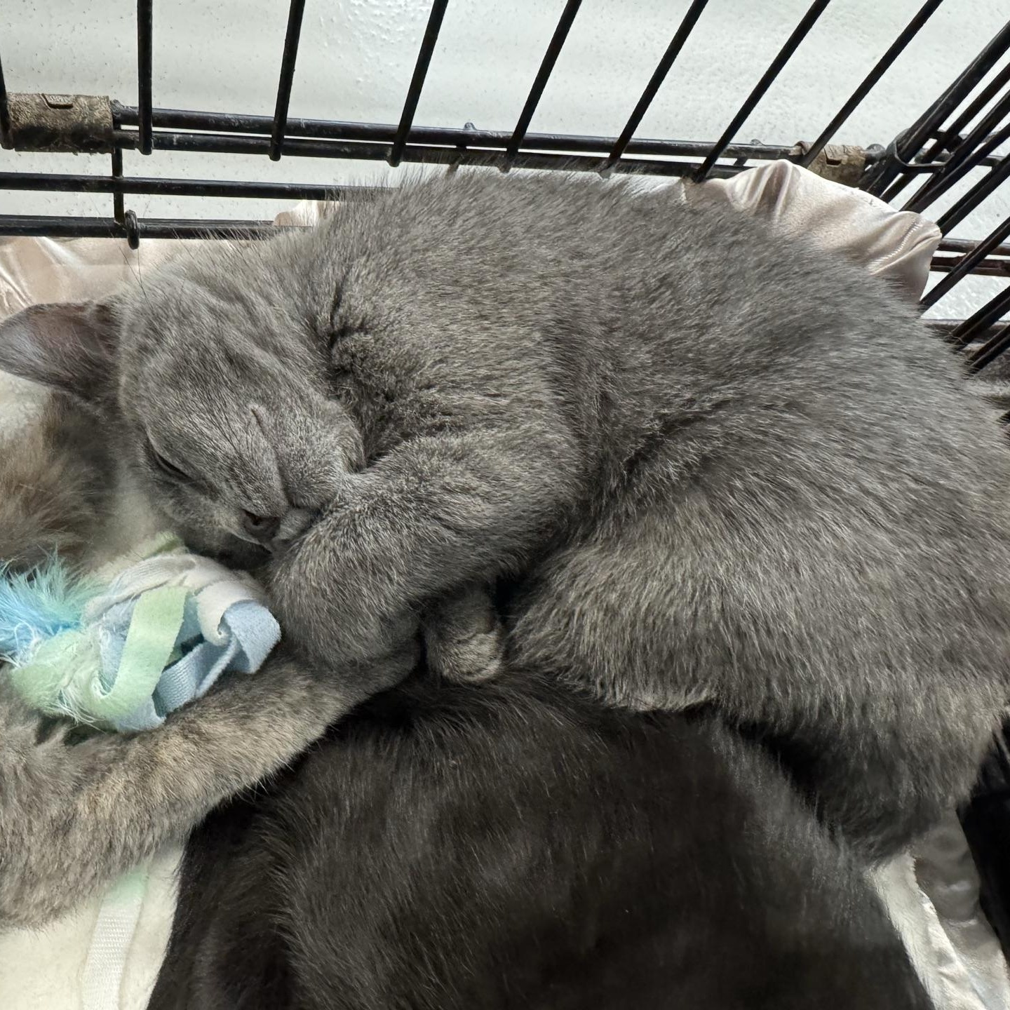 Mae, Adoptable, Kitten Female Domestic Short Hair.
