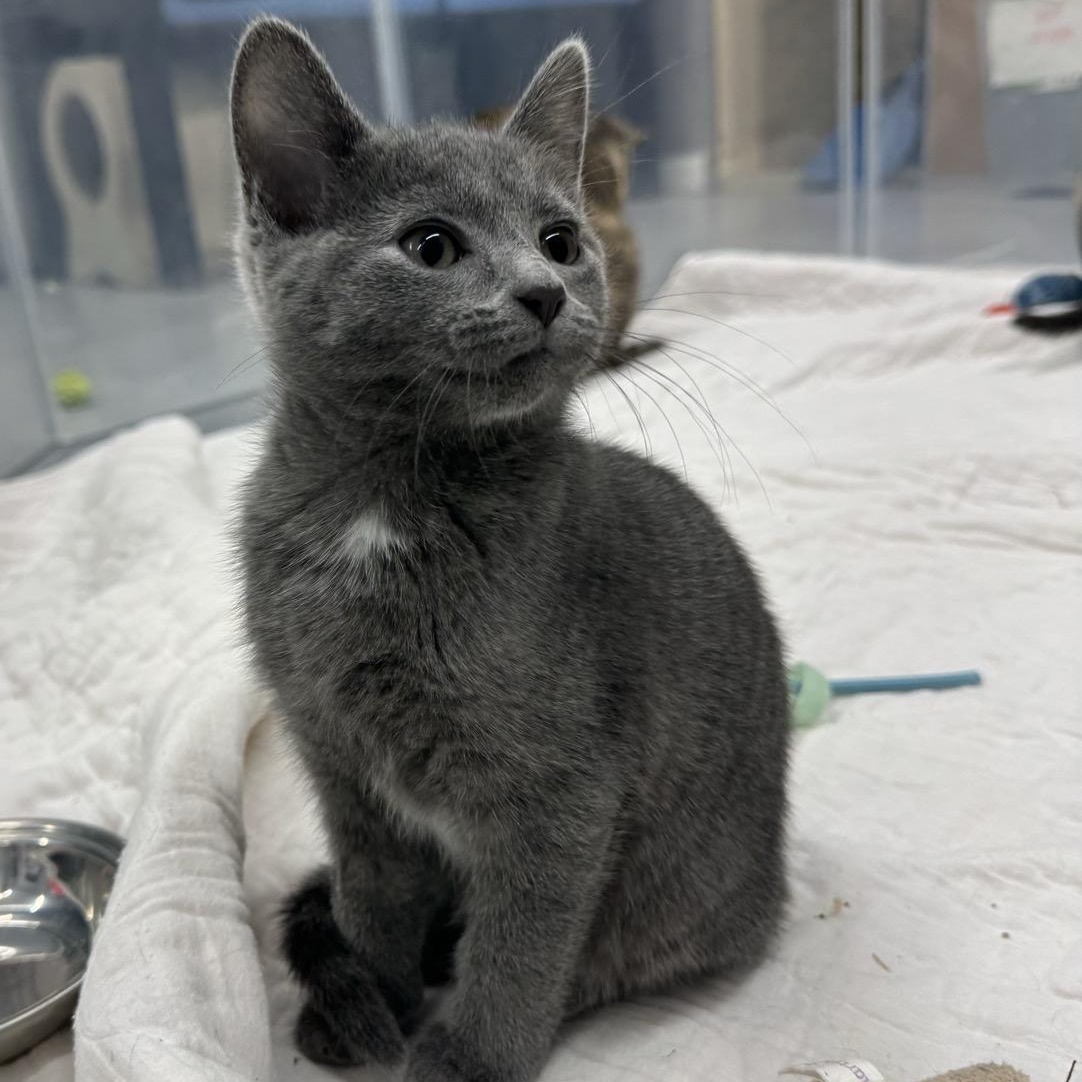 Enlarge Mae, a Adoptable Domestic Short Hair in Morris, MN image 3/4