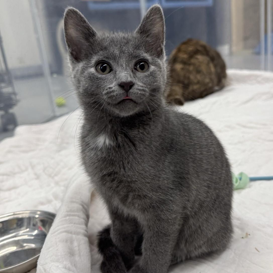 Enlarge Mae, a Adoptable Domestic Short Hair in Morris, MN image 1/4