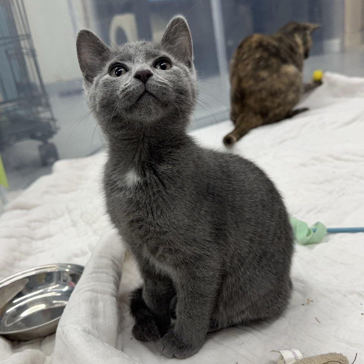 Enlarge Mae, a Adoptable Domestic Short Hair in Morris, MN image 2/4