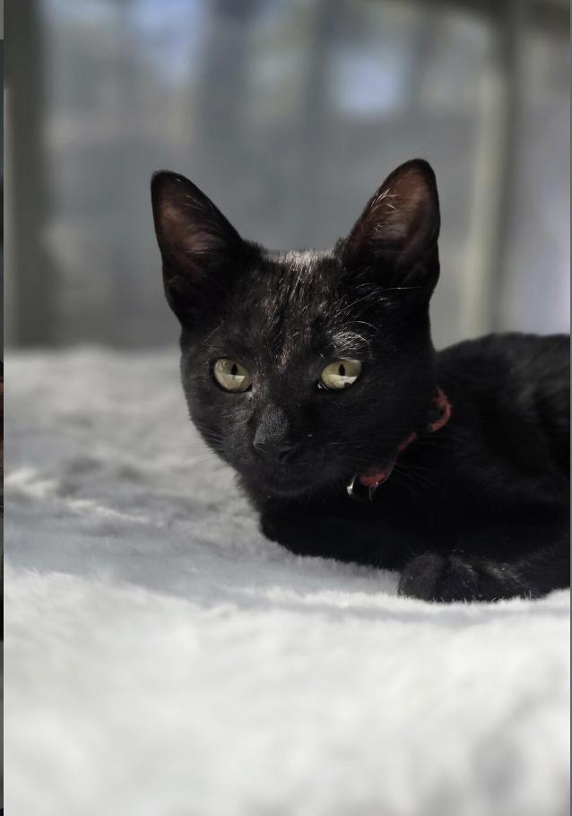 Enlarge Marvelous Mabel, a ADOPTABLE Domestic Short Hair in Houston, TX image 3/4