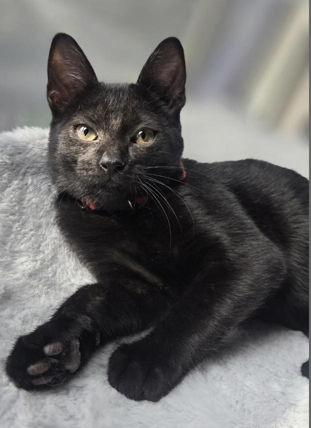 Enlarge Marvelous Mabel, a ADOPTABLE Domestic Short Hair in Houston, TX image 2/4