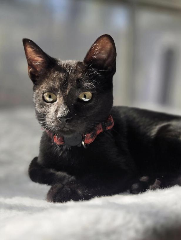 Enlarge Marvelous Mabel, a ADOPTABLE Domestic Short Hair in Houston, TX image 1/4