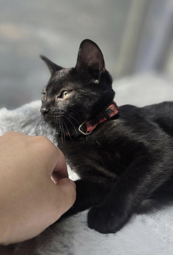 Enlarge Marvelous Mabel, a ADOPTABLE Domestic Short Hair in Houston, TX image 4/4