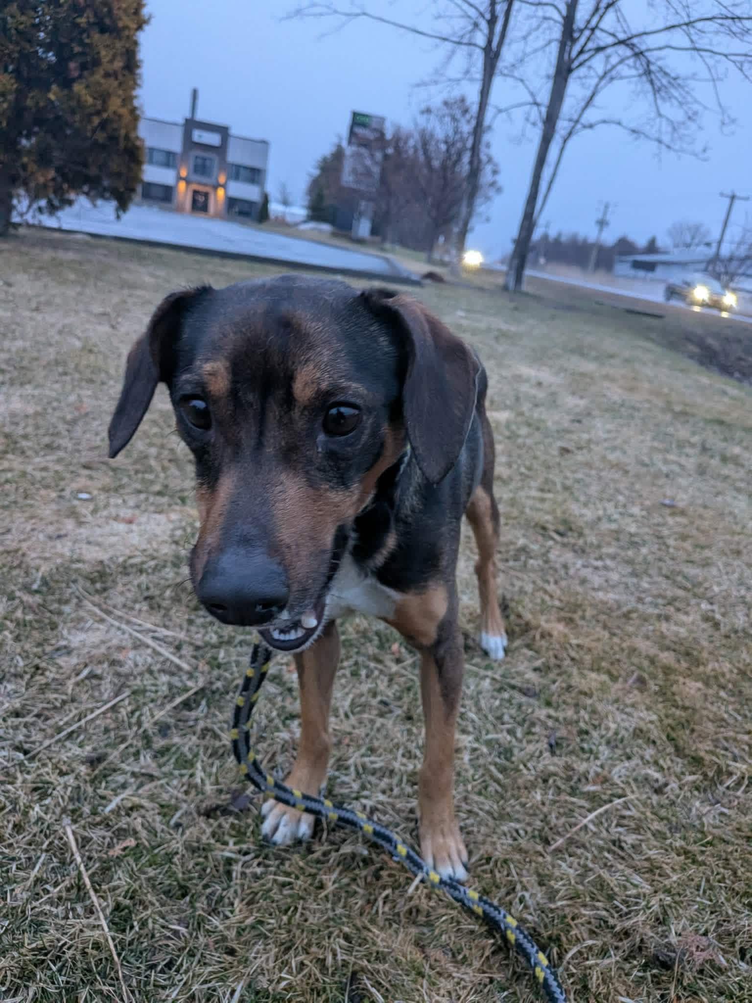Enlarge Dean, an adoptable mixed breed in Vaudreuil-Dorion, QC image 1/1