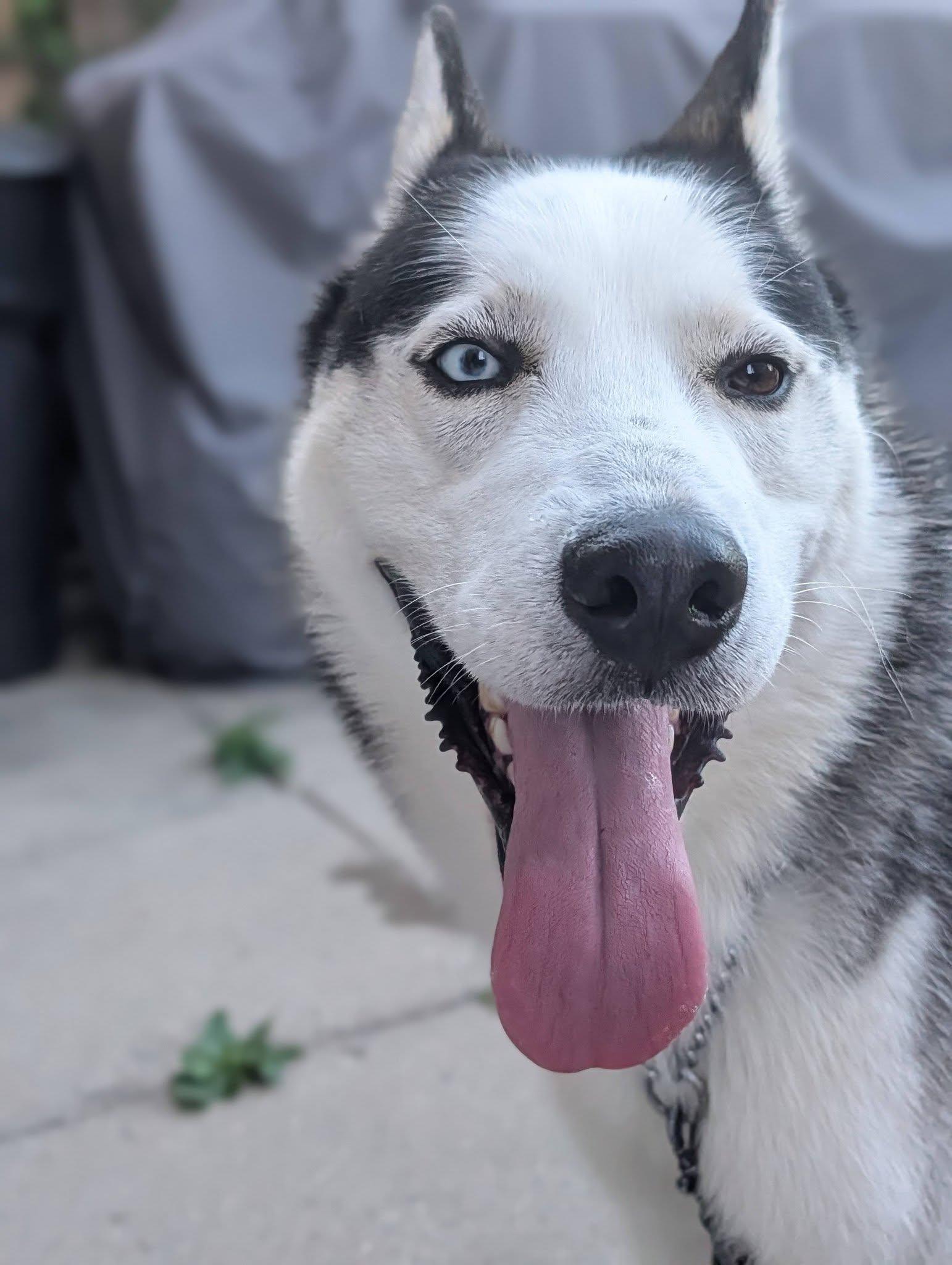 Enlarge Crue, a Adoptable Siberian Husky in London, ON image 3/4