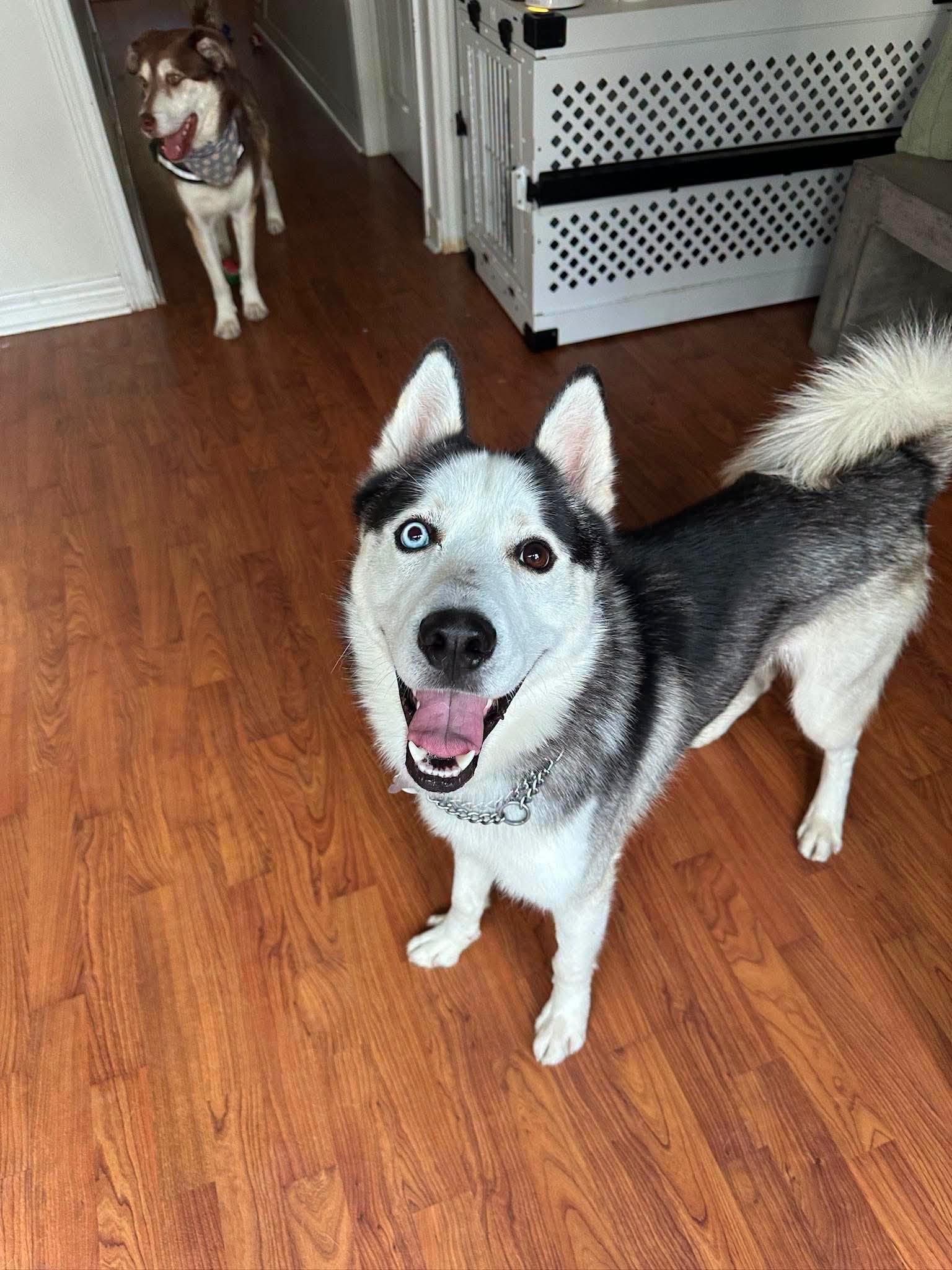 Enlarge Crue, a Adoptable Siberian Husky in London, ON image 4/4