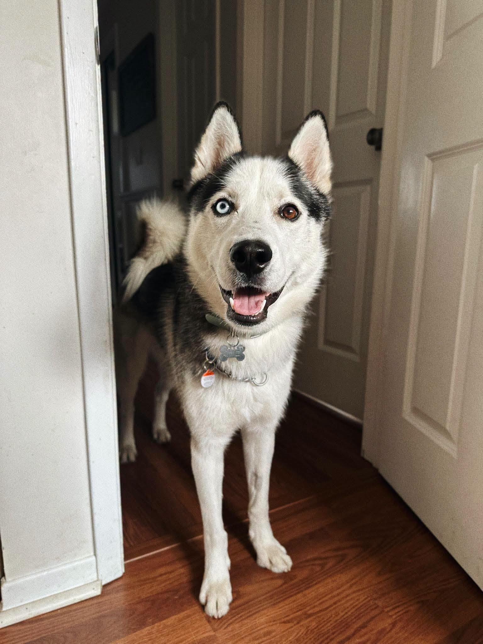 Crue, Adoptable, Adult Male Siberian Husky.