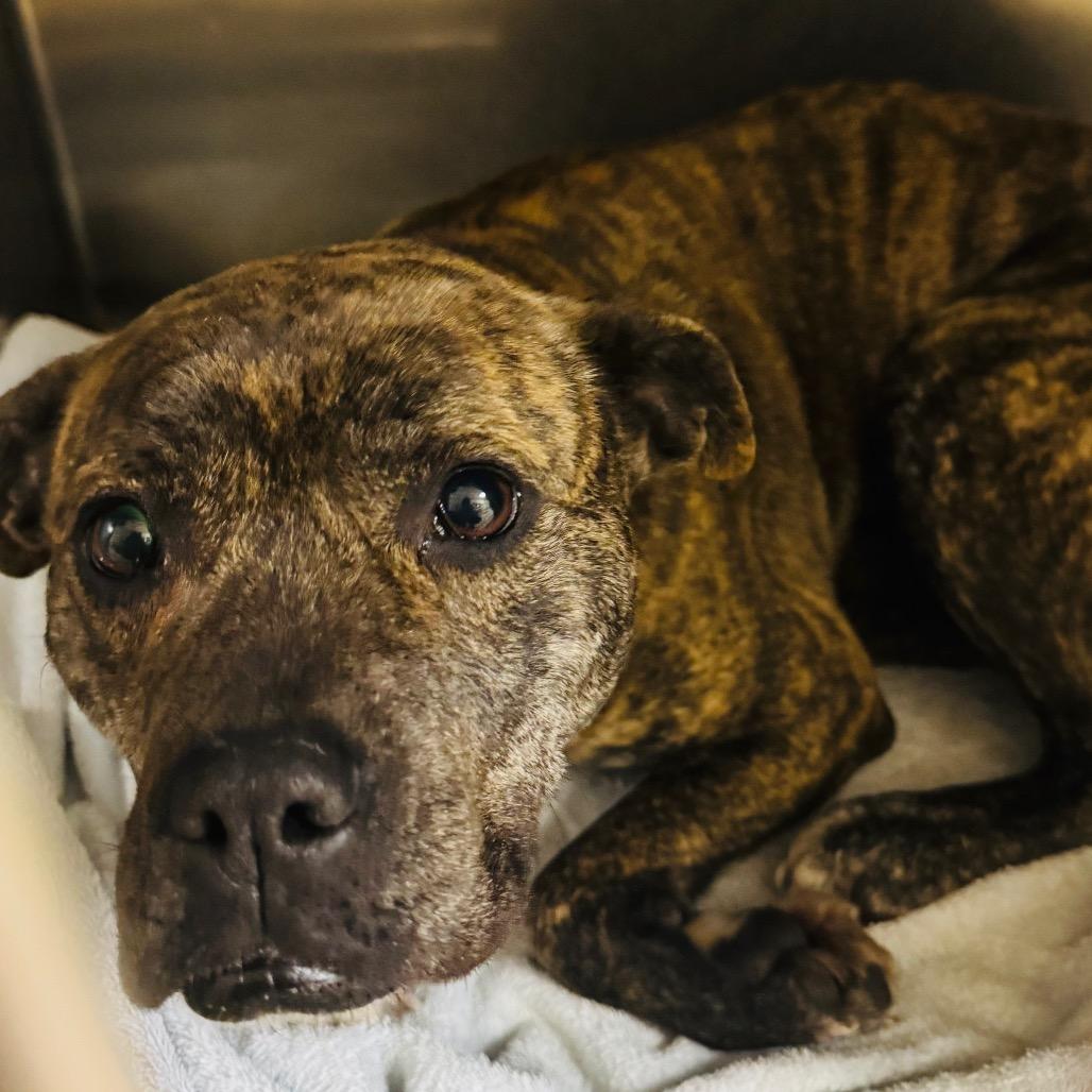 Sprinkles, Adoptable, Adult Female Mixed Breed.