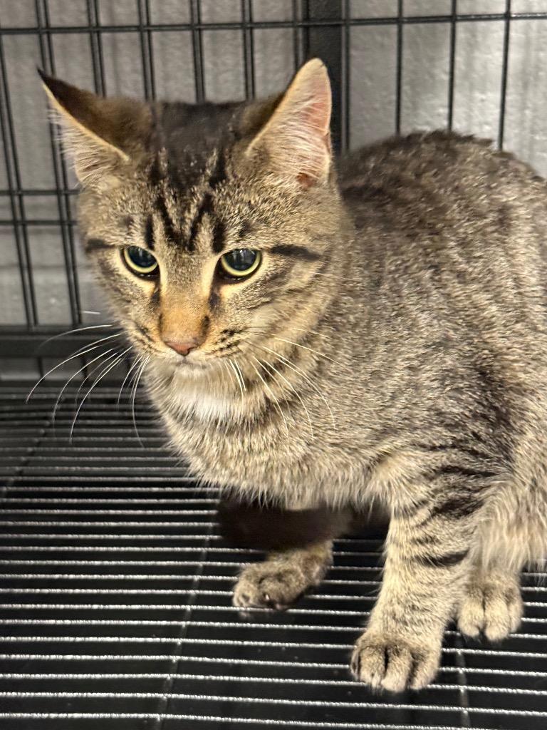 Pitty Pat, Adoptable, Young Male Domestic Short Hair.