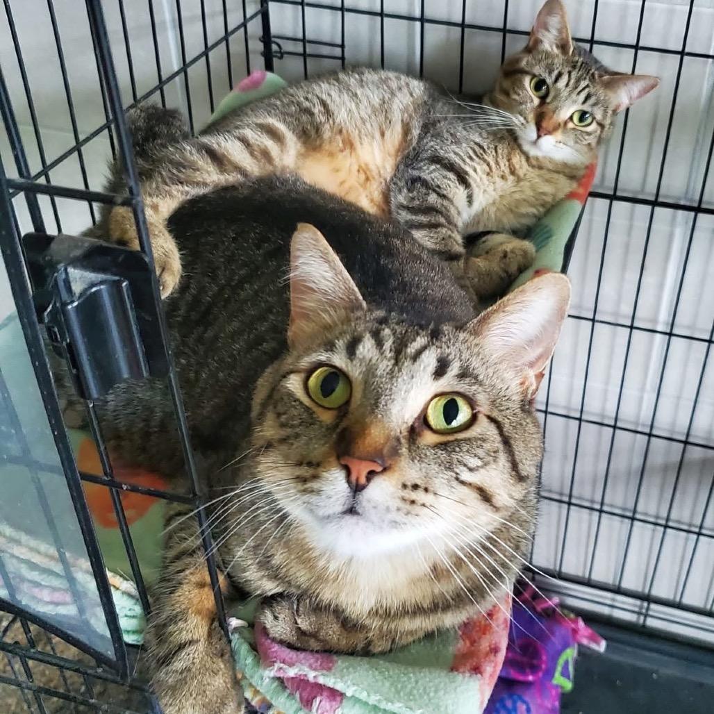 JuJu, Adoptable, Adult Male Domestic Short Hair.
