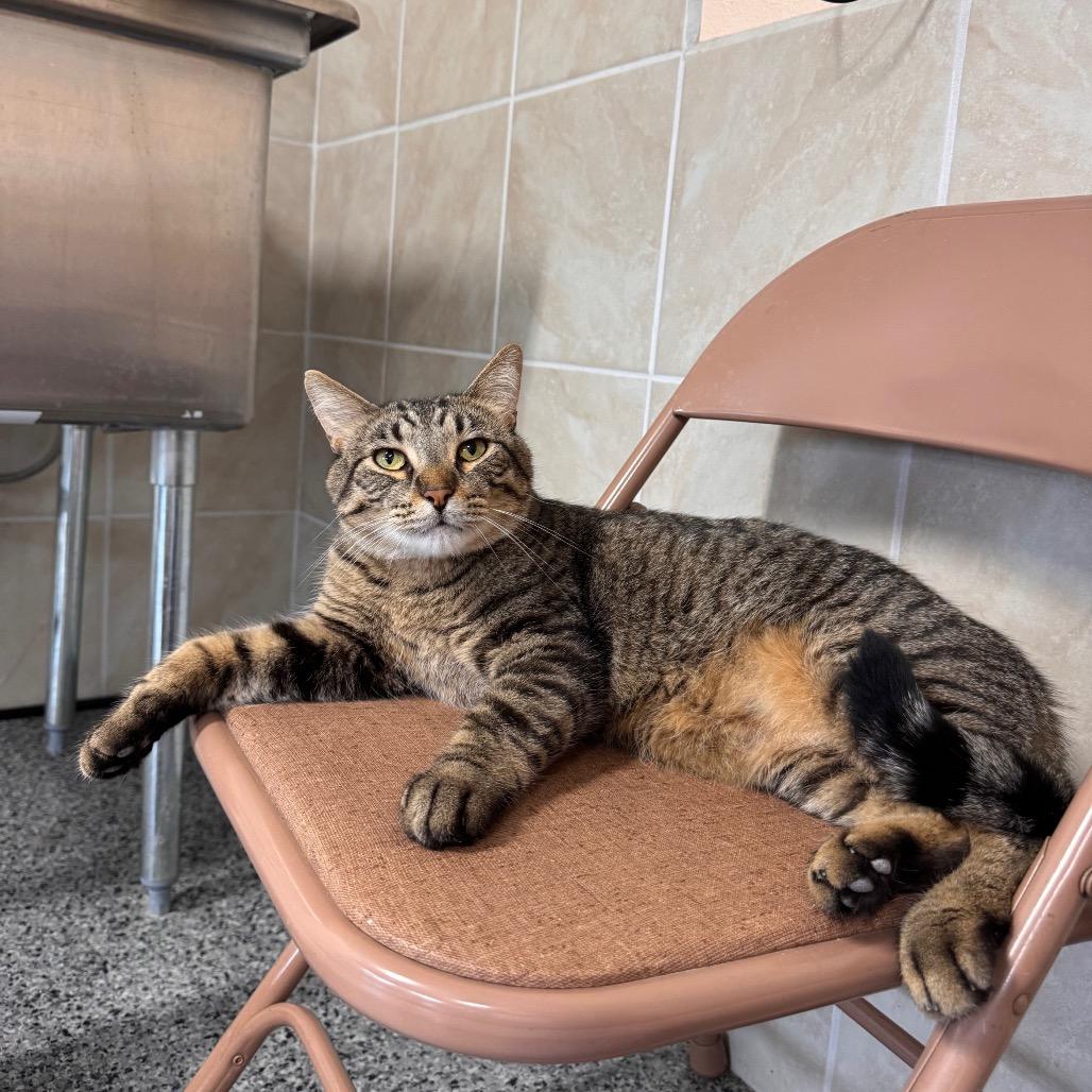 Enlarge JuJu, a Adoptable Domestic Short Hair in Mondovi, WI image 2/6