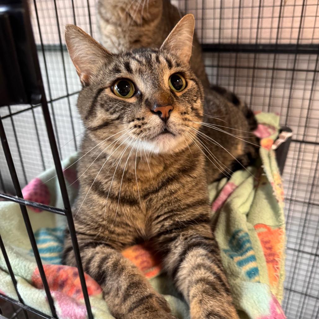 Enlarge JuJu, a Adoptable Domestic Short Hair in Mondovi, WI image 3/6