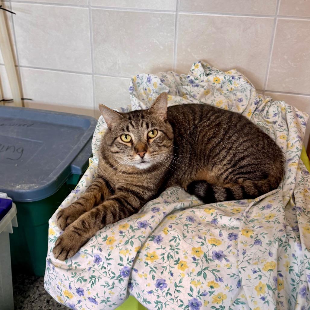 Enlarge JuJu, a Adoptable Domestic Short Hair in Mondovi, WI image 4/6