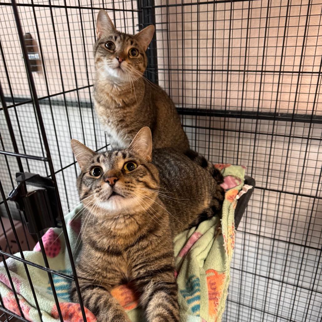 Enlarge JuJu, a Adoptable Domestic Short Hair in Mondovi, WI image 5/6