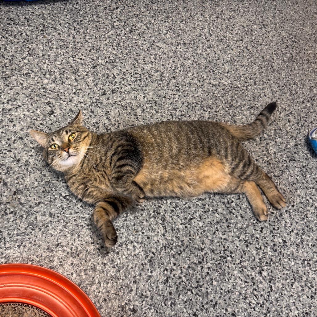Enlarge JuJu, a Adoptable Domestic Short Hair in Mondovi, WI image 6/6