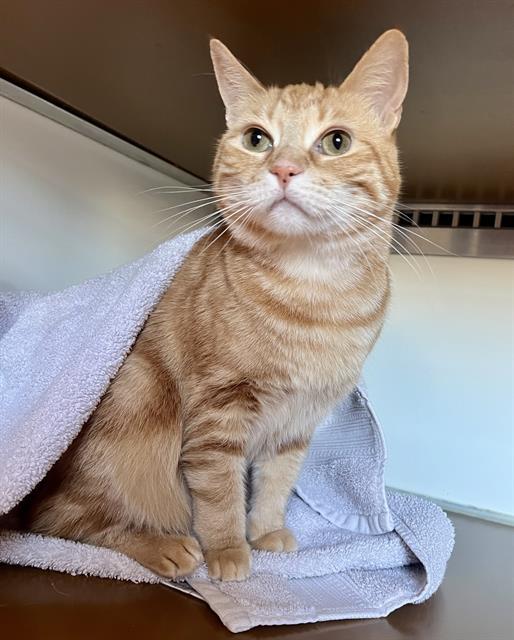 Enlarge RAE, a Adoptable Domestic Short Hair in San Francisco, CA image 1/1