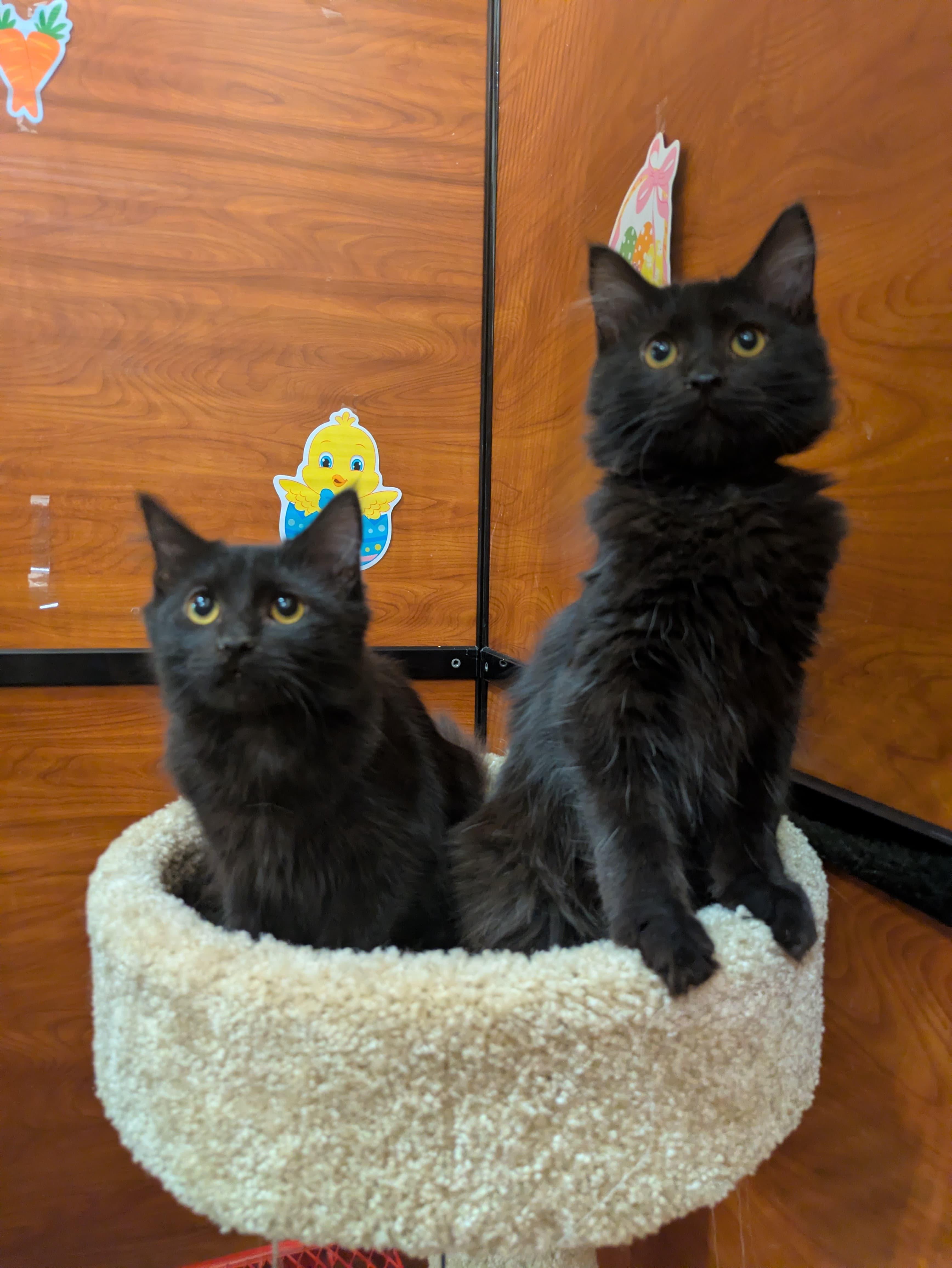 Winter & Flurry , adopted, Kitten Female Domestic Medium Hair.