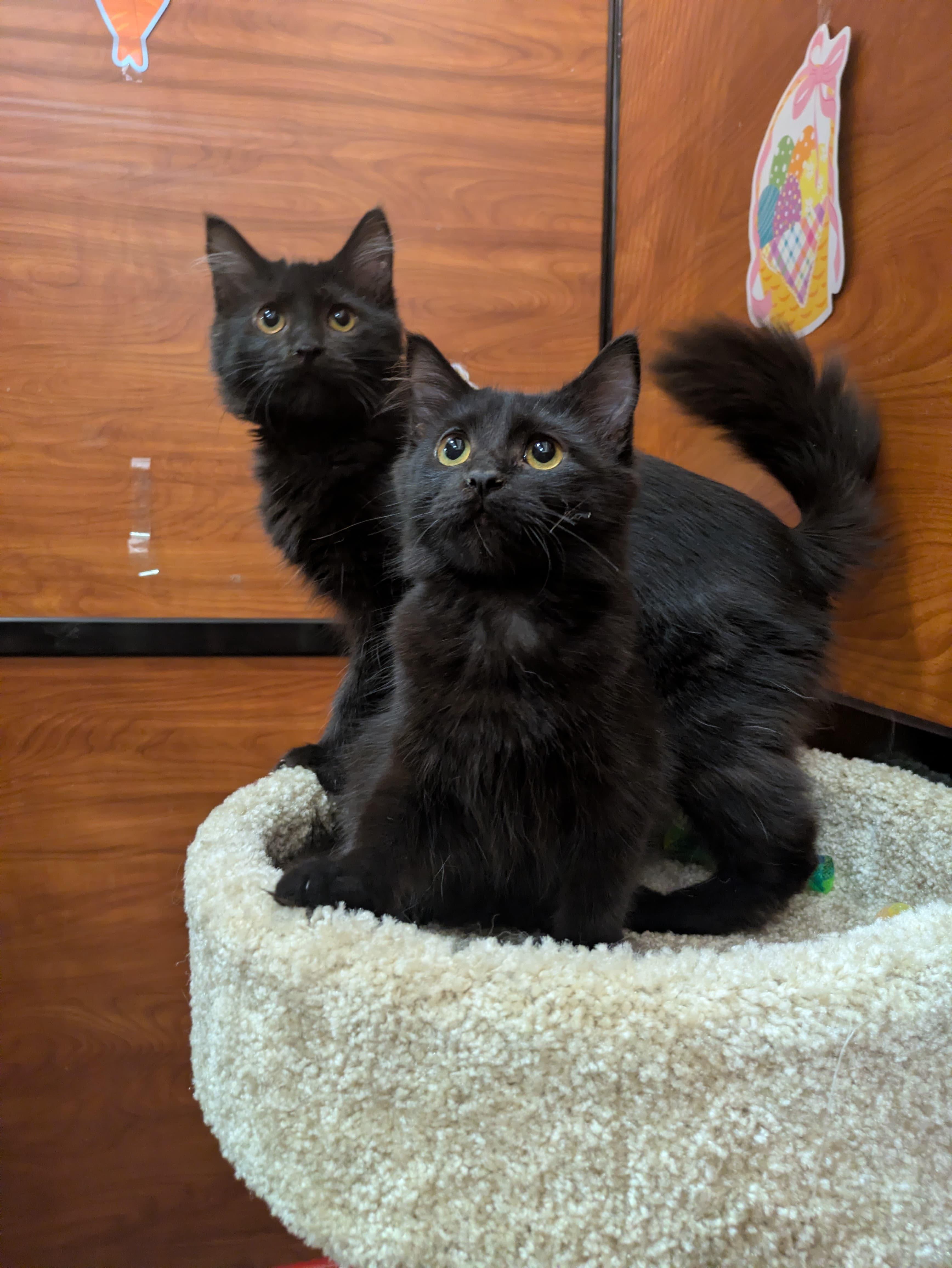 Winter & Flurry , an adopted Domestic Medium Hair in Bell Gardens, CA image 2/5