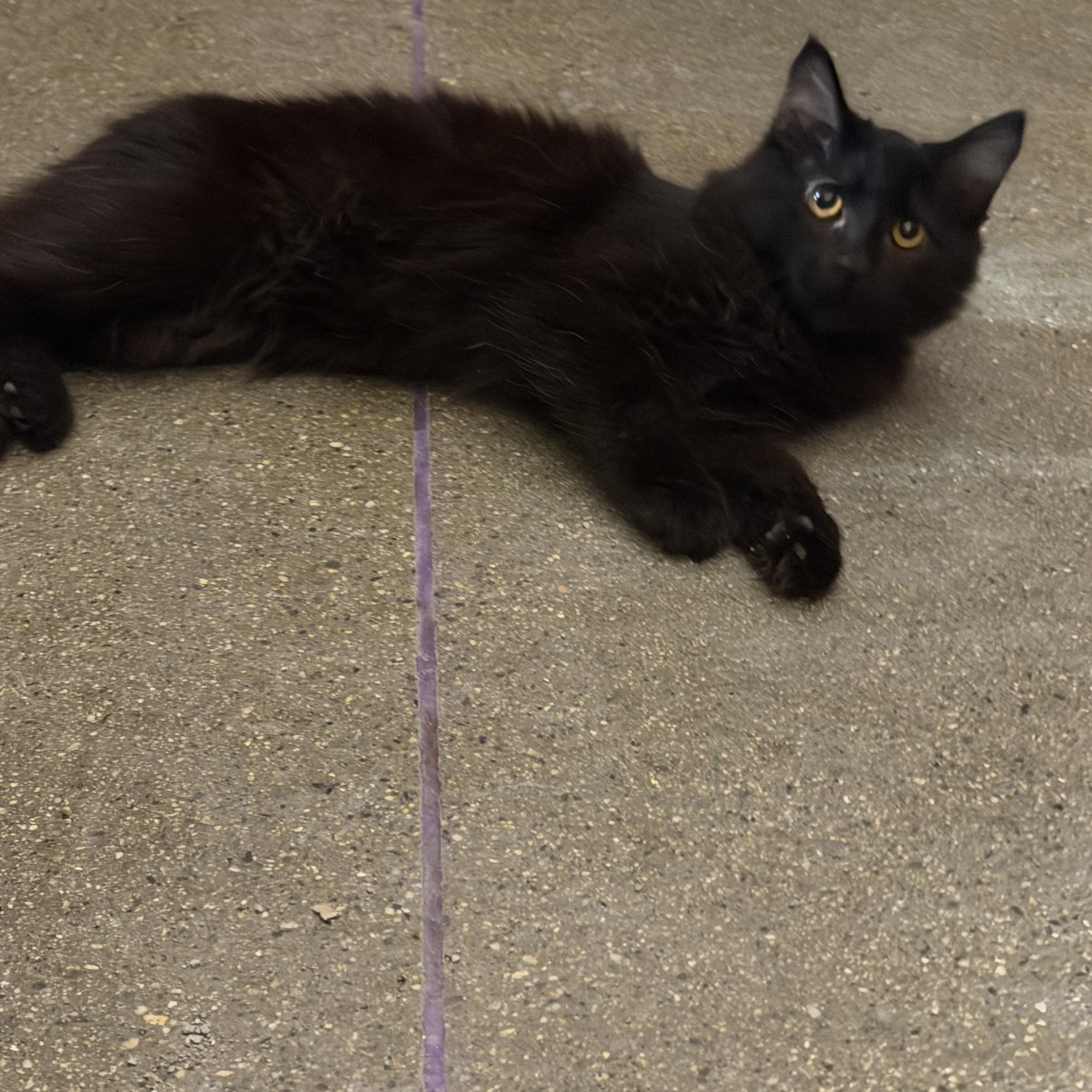 Winter & Flurry , an adopted Domestic Medium Hair in Bell Gardens, CA image 5/5