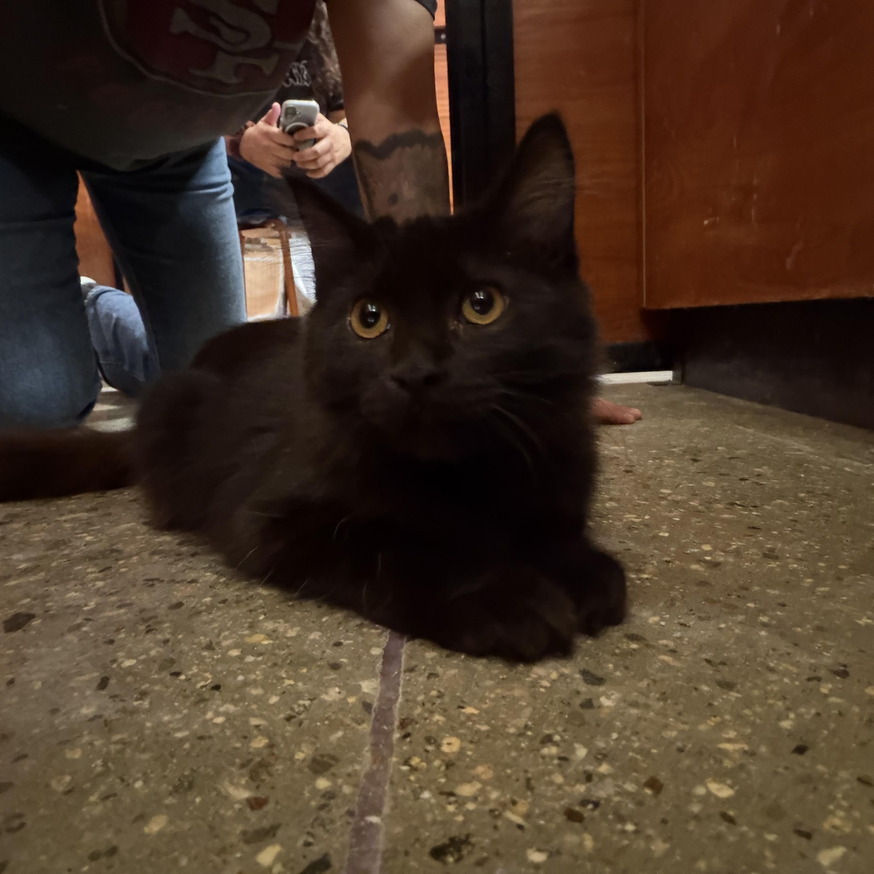 Winter & Flurry , an adopted Domestic Medium Hair in Bell Gardens, CA image 4/5