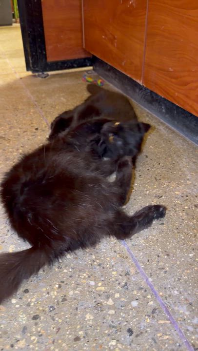 Enlarge Winter & Flurry , an adopted Domestic Medium Hair in Bell Gardens, CA video 3/5