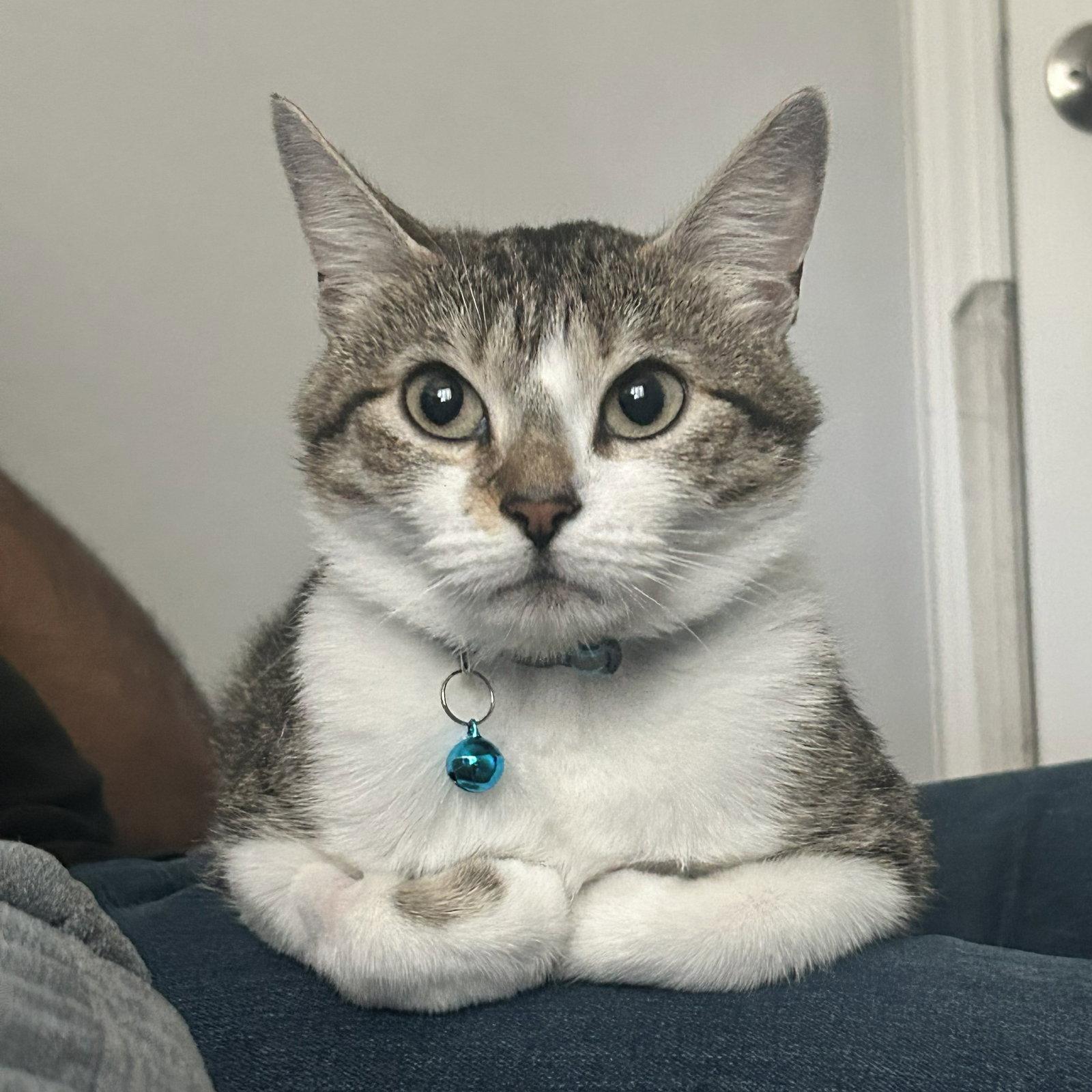 Edna, Adoptable, Adult Female Domestic Short Hair.