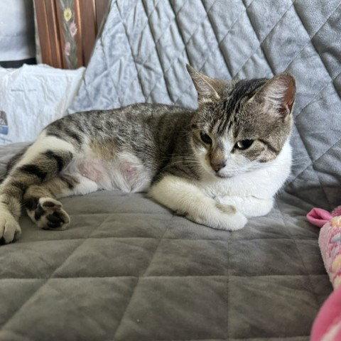 Enlarge Edna, a Adoptable Domestic Short Hair in San Jose, CA image 2/3