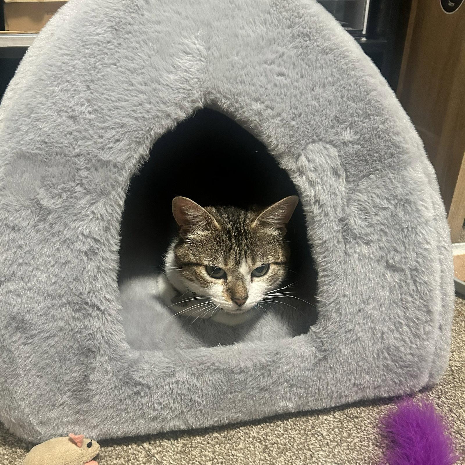 Enlarge Edna, a Adoptable Domestic Short Hair in San Jose, CA image 3/3