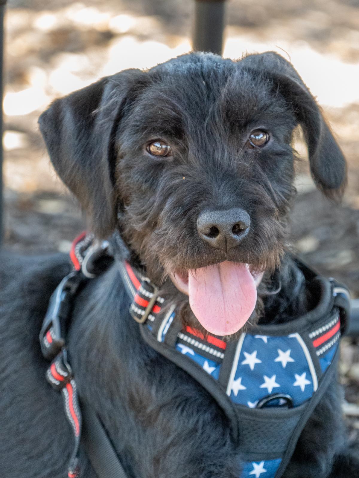 Enlarge Romeo2, a ADOPTABLE Labradoodle in Garland, TX image 2/4