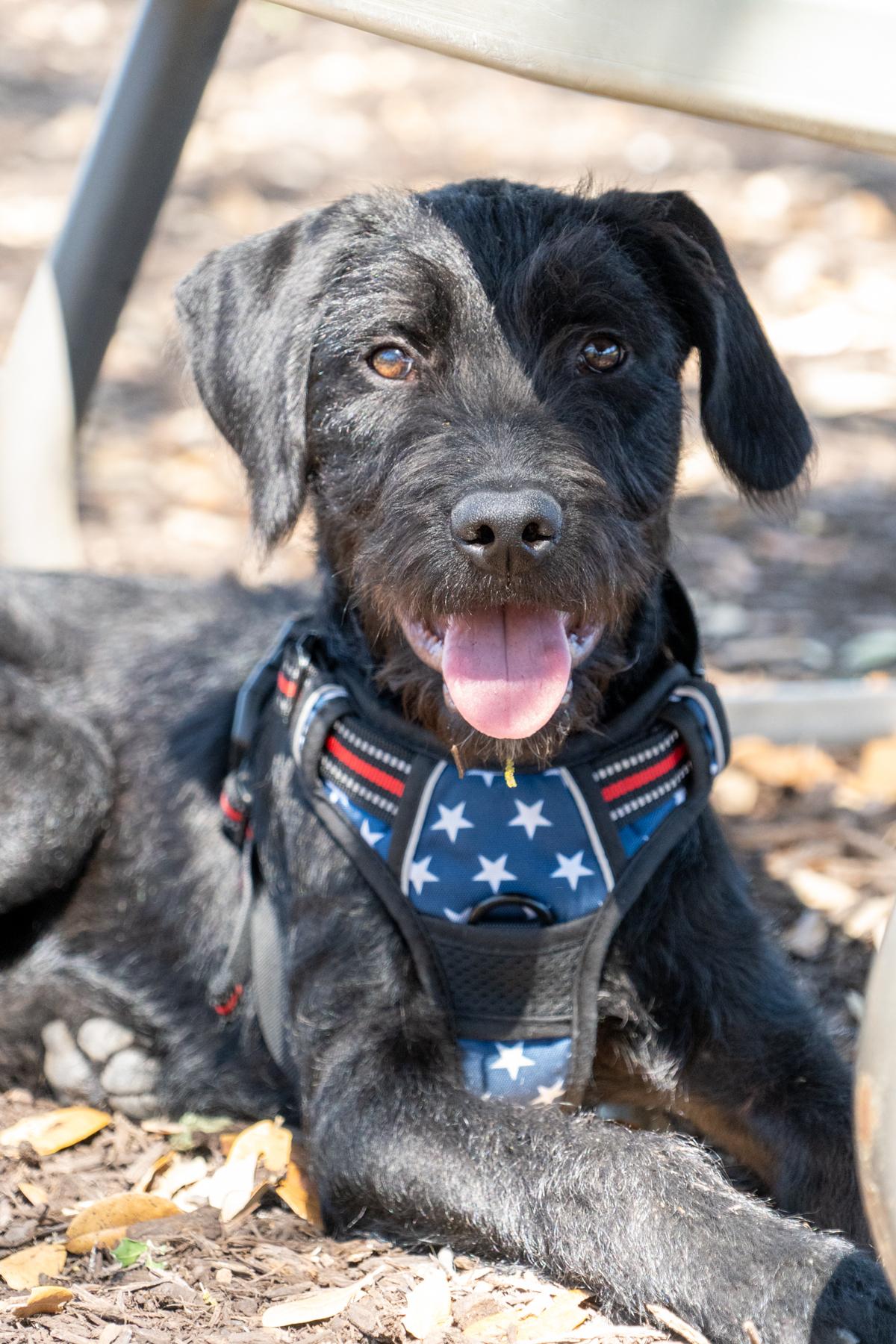 Enlarge Romeo2, a ADOPTABLE Labradoodle in Garland, TX image 1/4