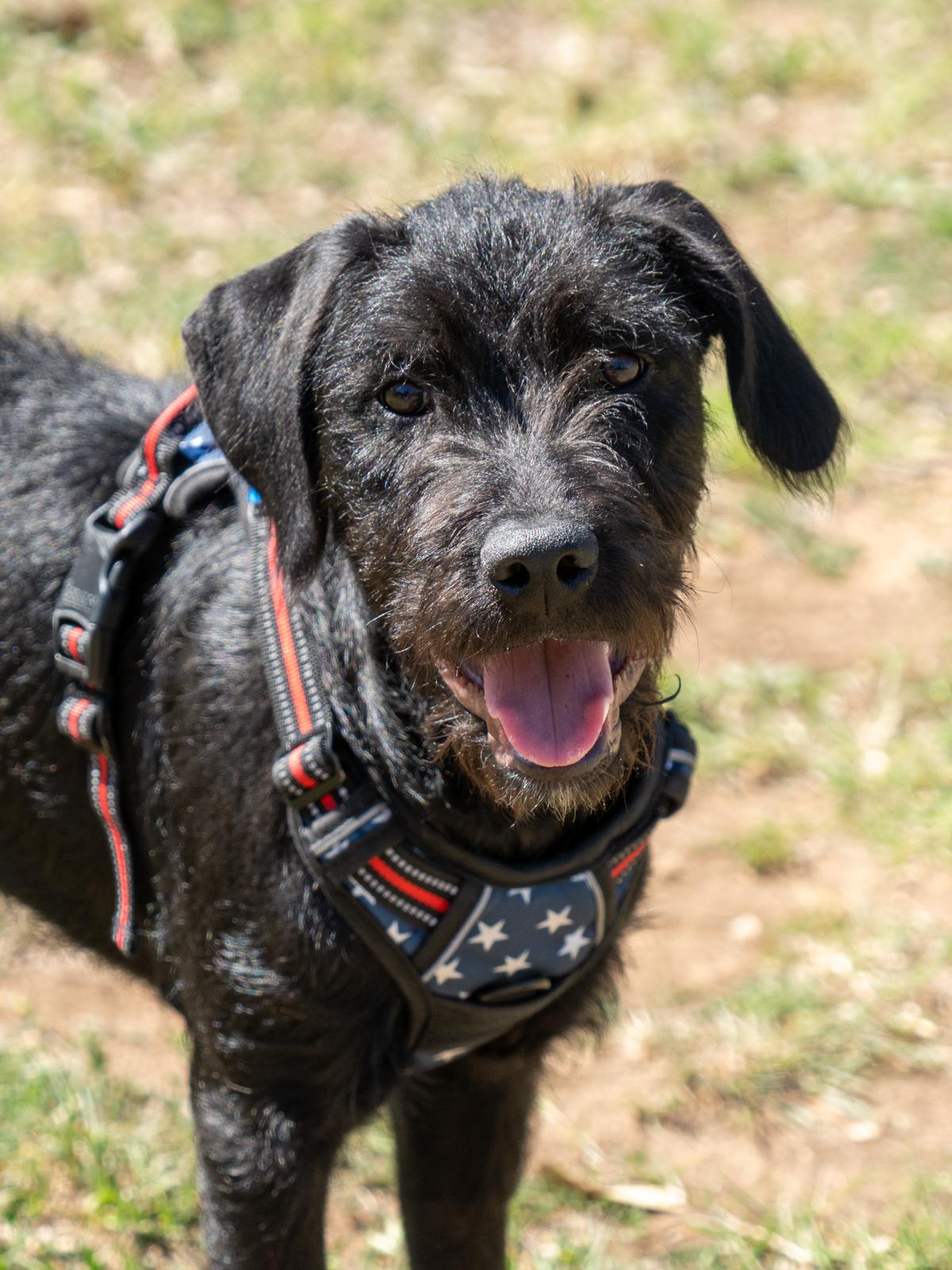 Enlarge Romeo2, a ADOPTABLE Labradoodle in Garland, TX image 4/4