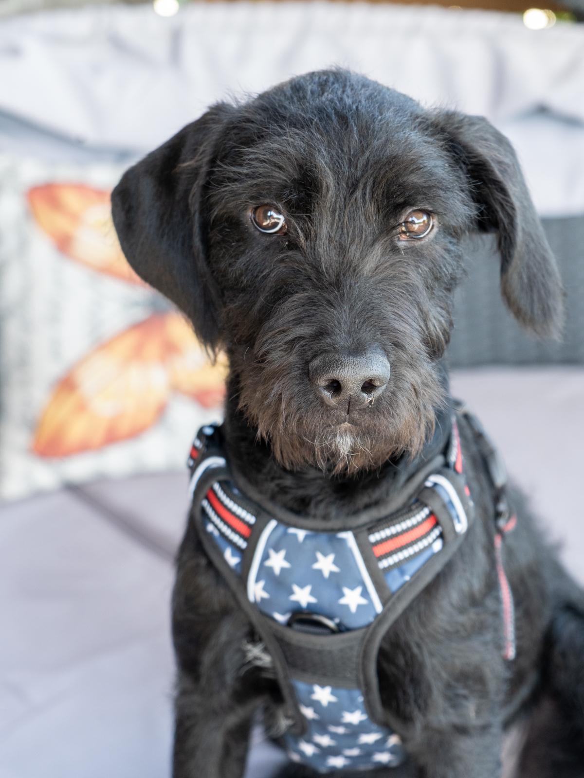 Enlarge Romeo2, a ADOPTABLE Labradoodle in Garland, TX image 3/4