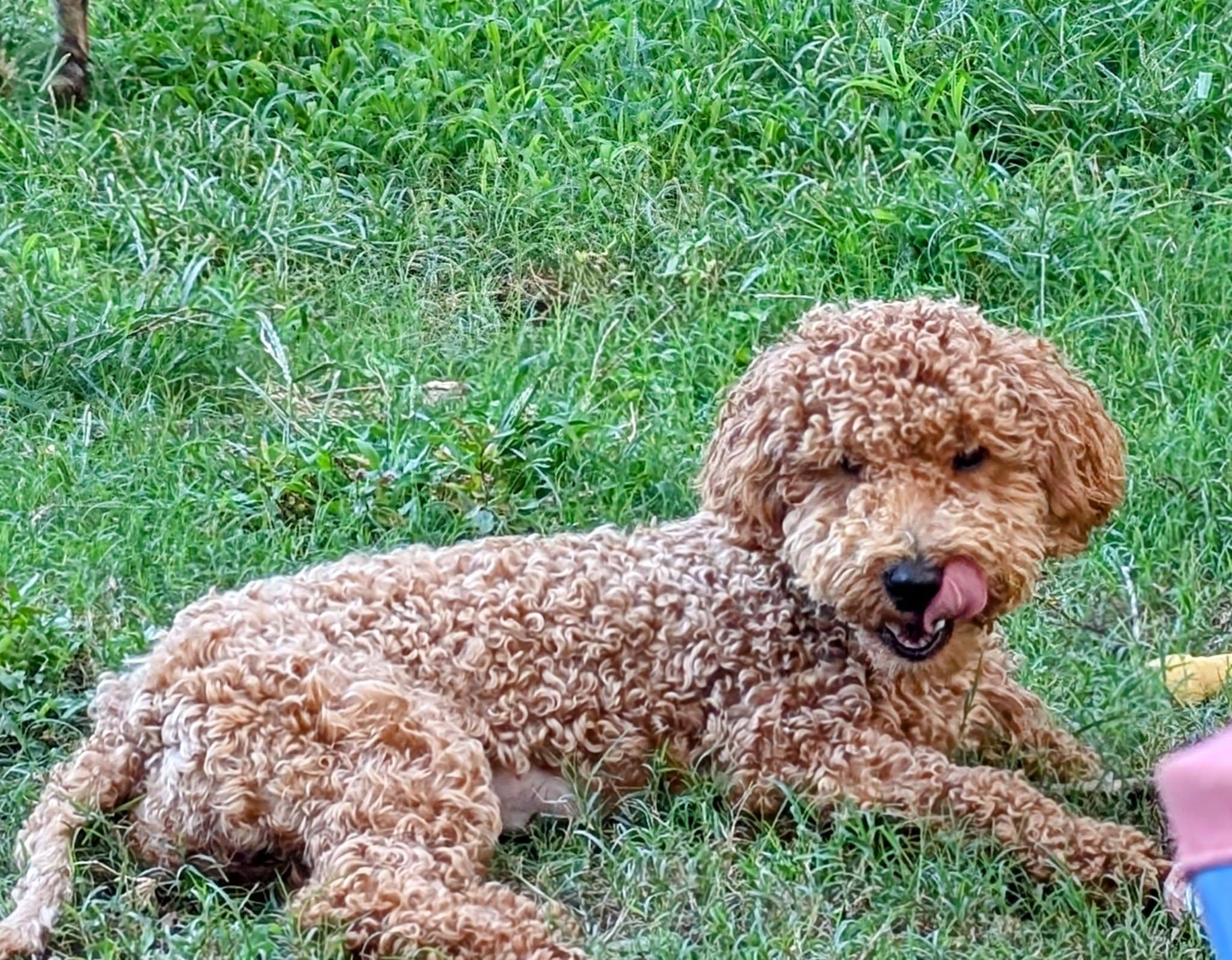Enlarge Bunny, a Adopted mixed breed in Charlotte, NC image 1/3