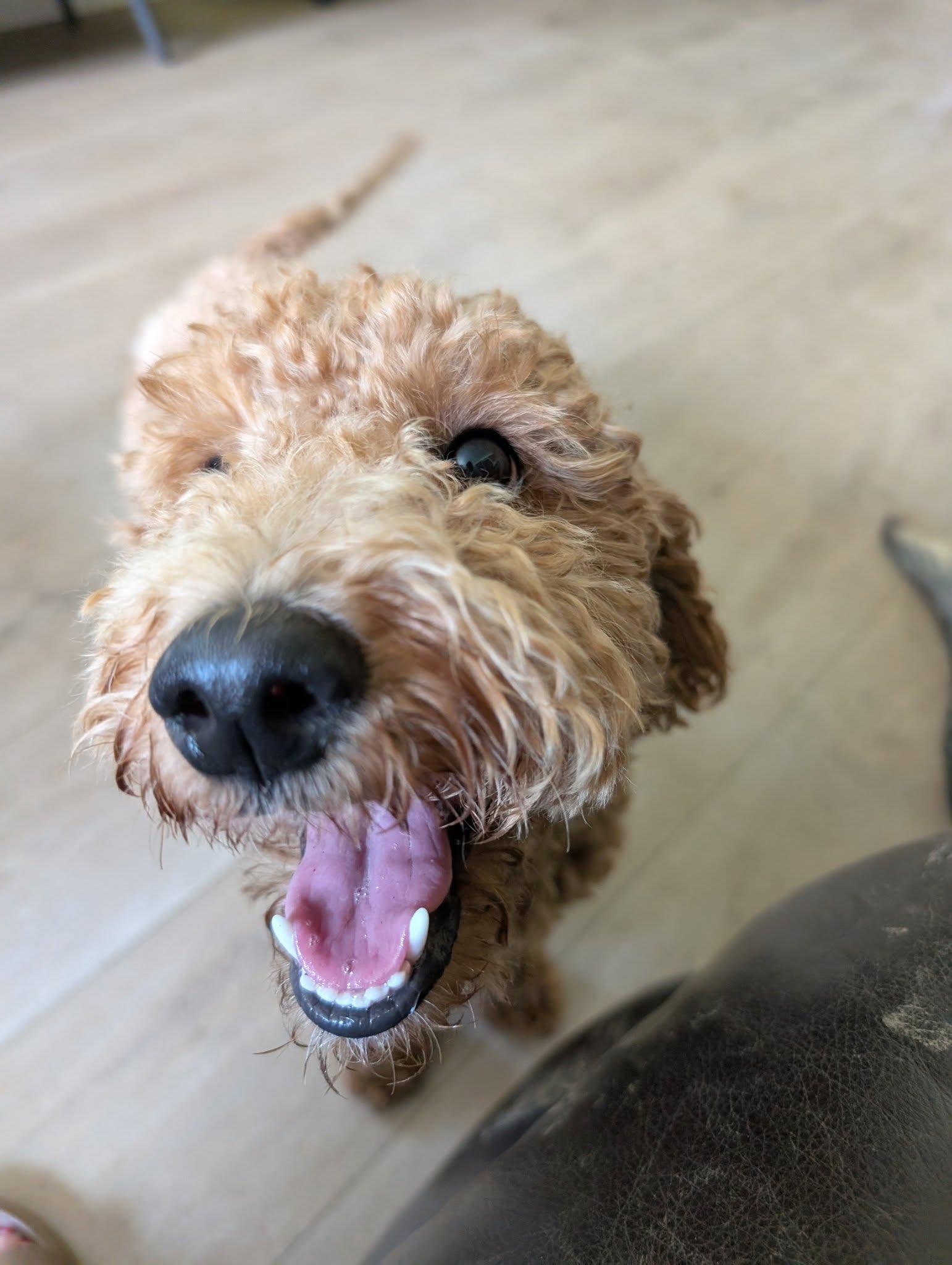 Enlarge Bunny, a Adopted mixed breed in Charlotte, NC image 2/3