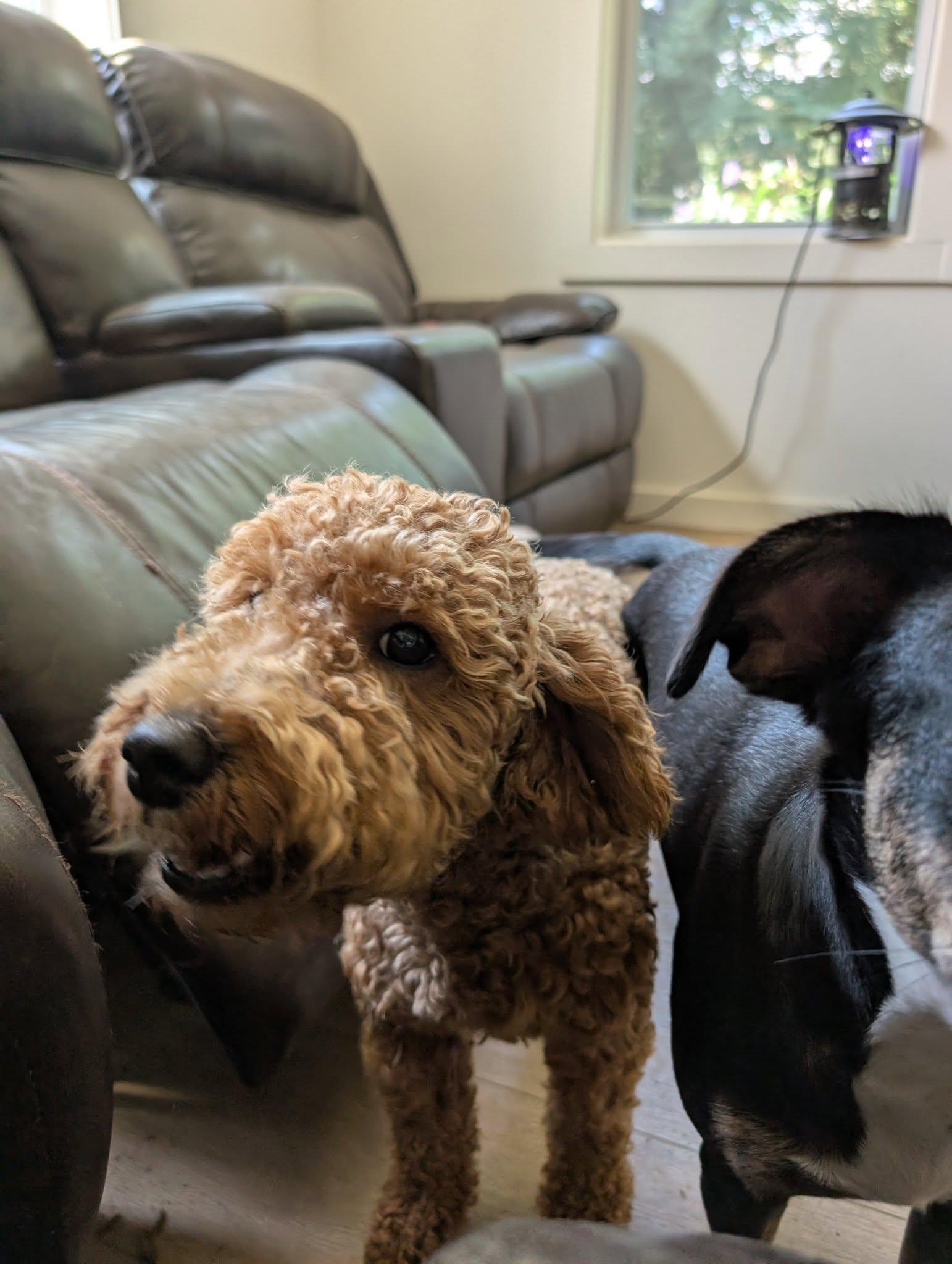 Enlarge Bunny, a Adopted mixed breed in Charlotte, NC image 3/3