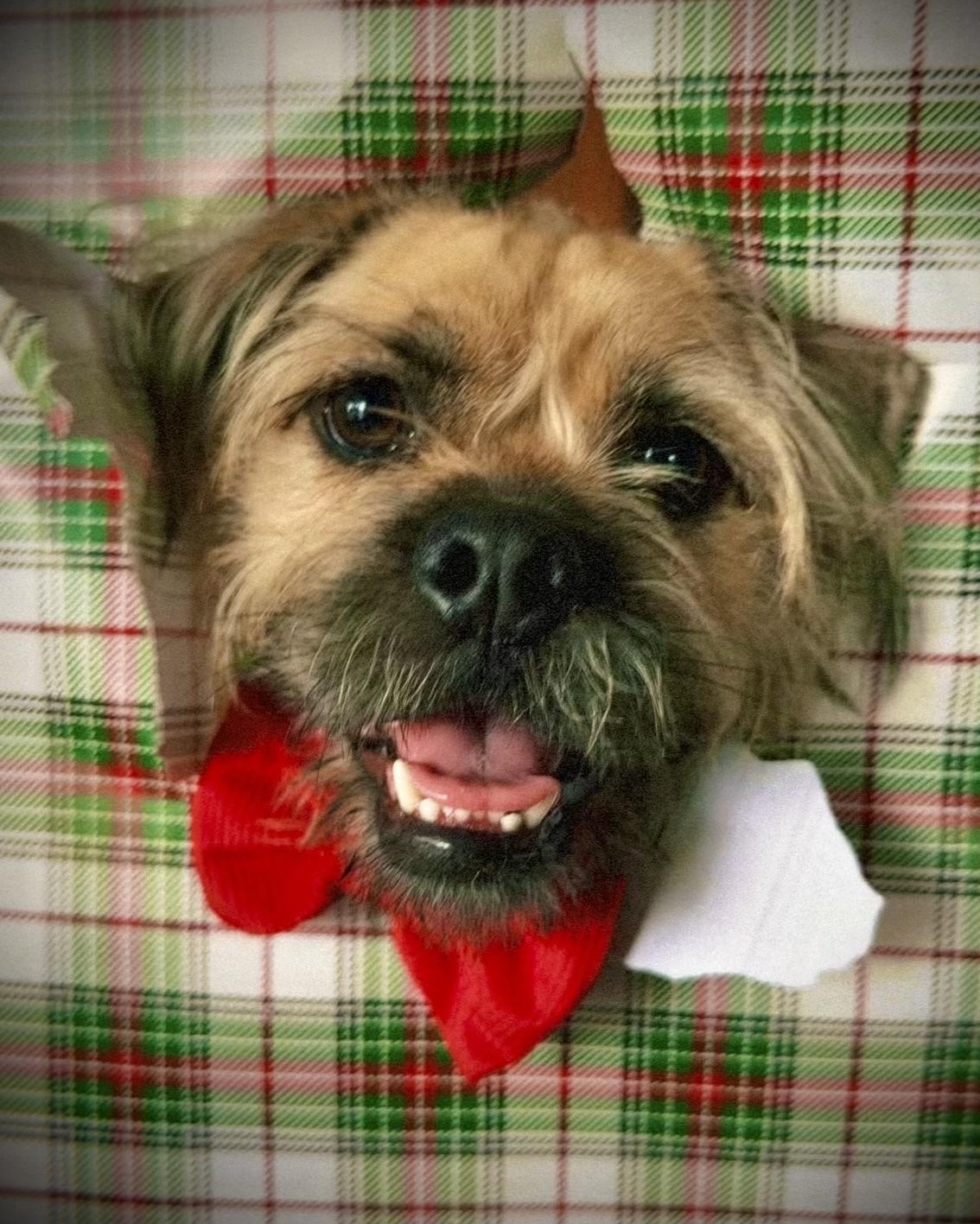 Benny, Adoptable, Adult Male Brussels Griffon & Wirehaired Terrier.