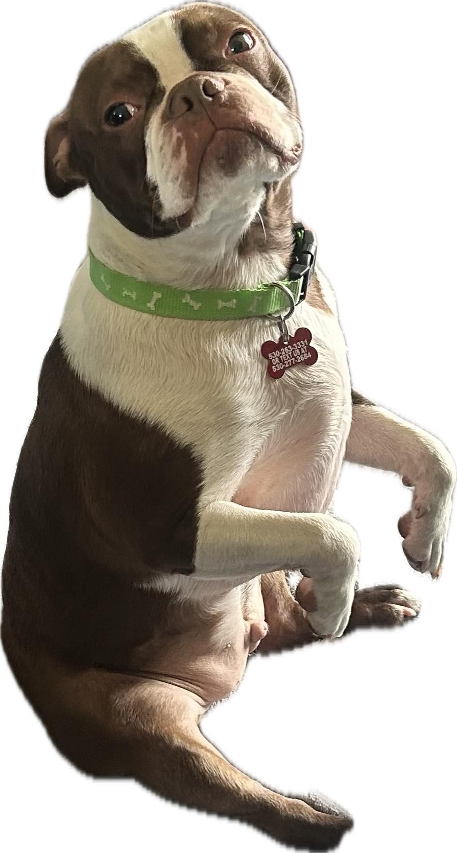 Enlarge Buddy /Daze, a ADOPTABLE mixed breed in Grass Valley, CA image 3/3