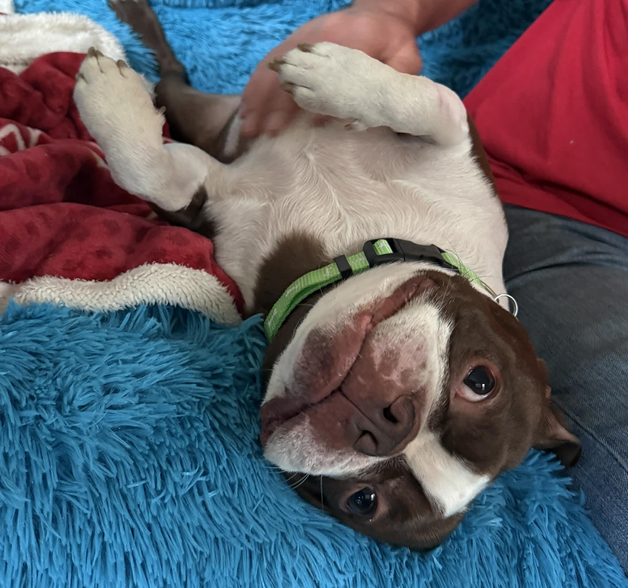 Enlarge Buddy /Daze, a ADOPTABLE mixed breed in Grass Valley, CA image 2/2