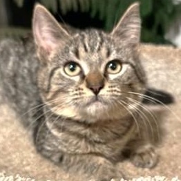 Enlarge SELENA - THE SOFTEST!, a Adoptable mixed breed in Danbury, CT image 2/6